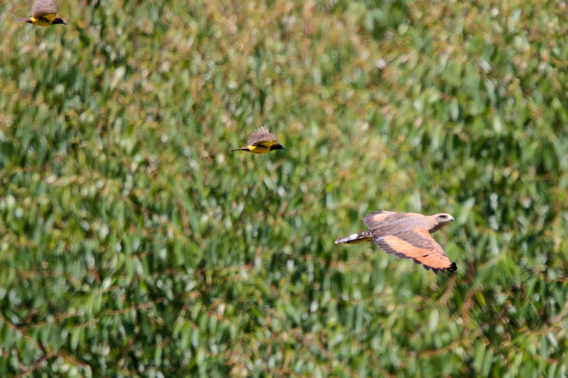 Savanna Hawk