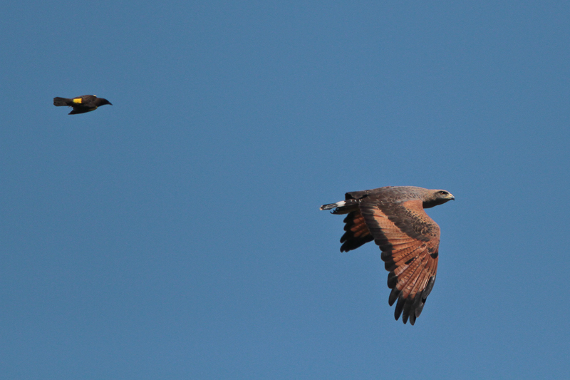 Savanna Hawk