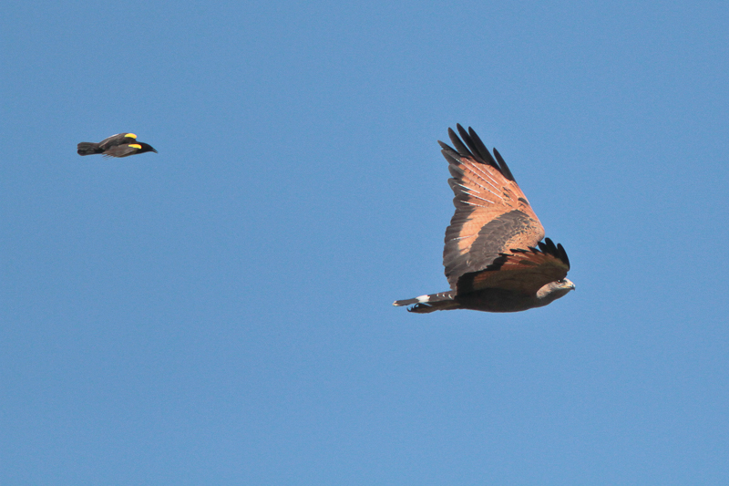 Savanna Hawk