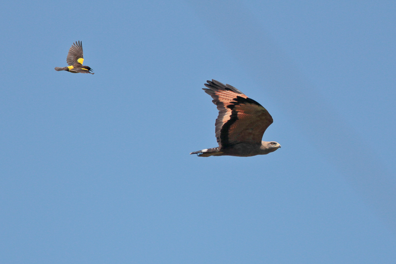 Savanna Hawk