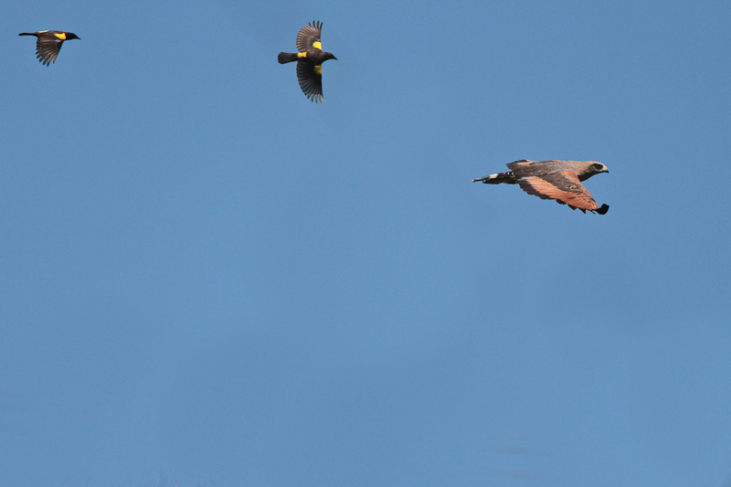 Savanna Hawk