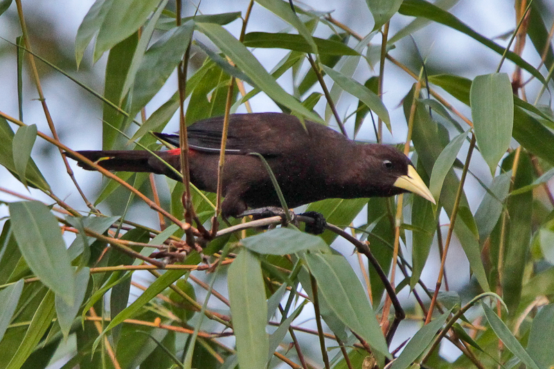 Red-rumped Cacique