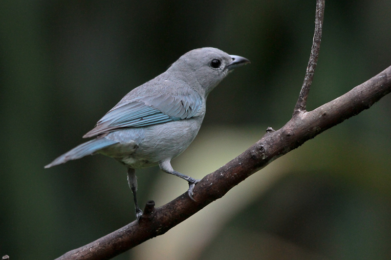 Sayaca Tanager