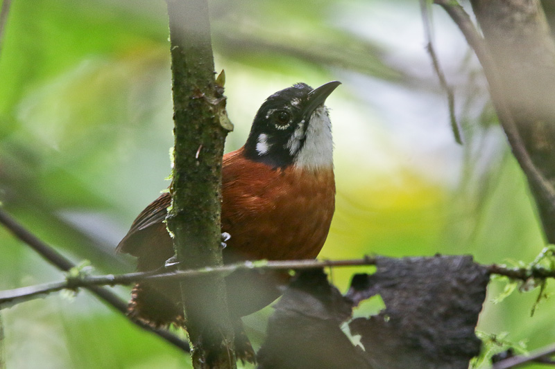 Bay Wren 
