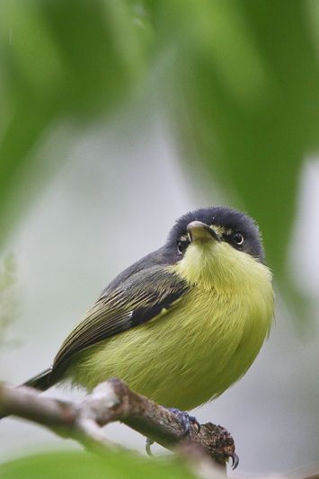 Common Tody-Flycatcher