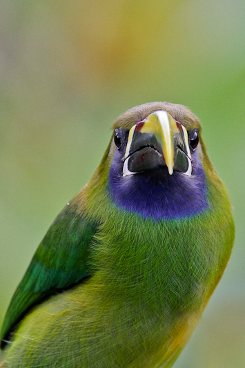 Emerald Toucanet
