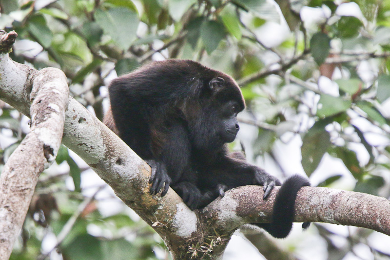 Howler Monkey 