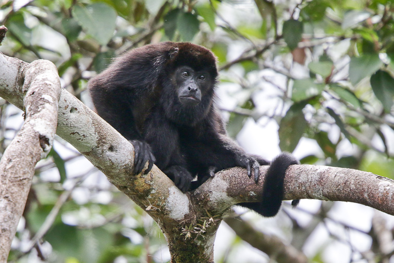 Howler Monkey