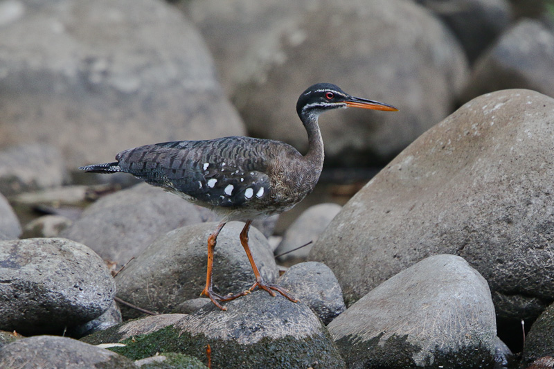 Sunbittern