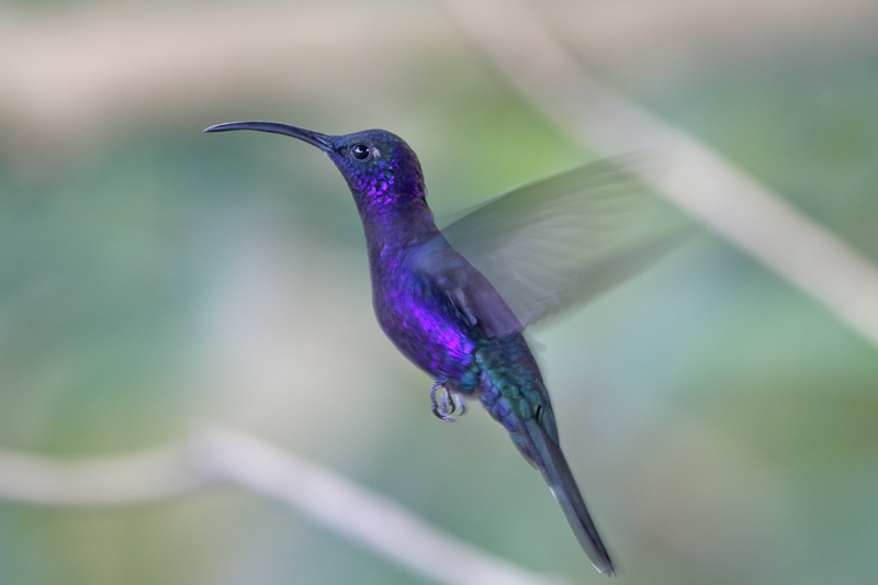 Violet Sabrewing