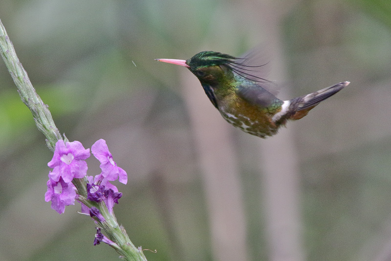Black-crested Coquette