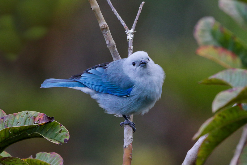 Blue-gray Tanager
