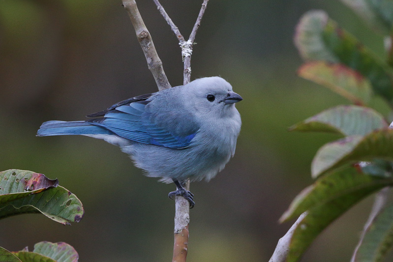Blue-gray Tanager
