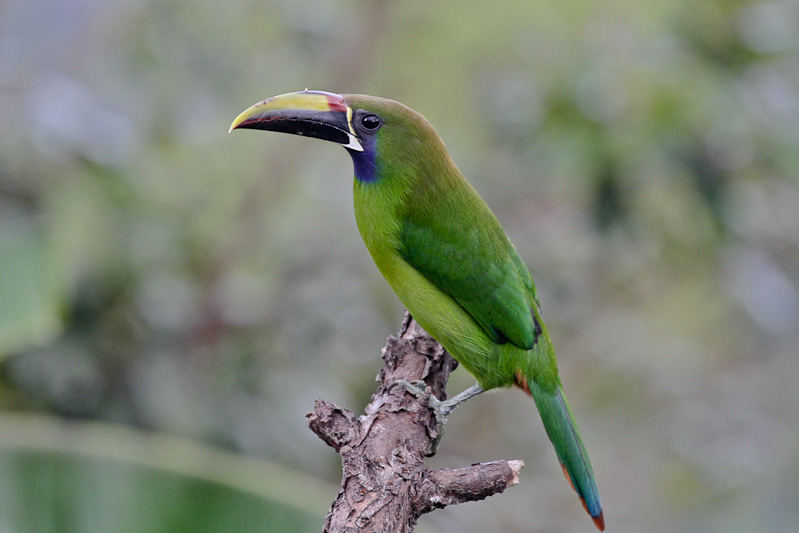 Emerald Toucanet