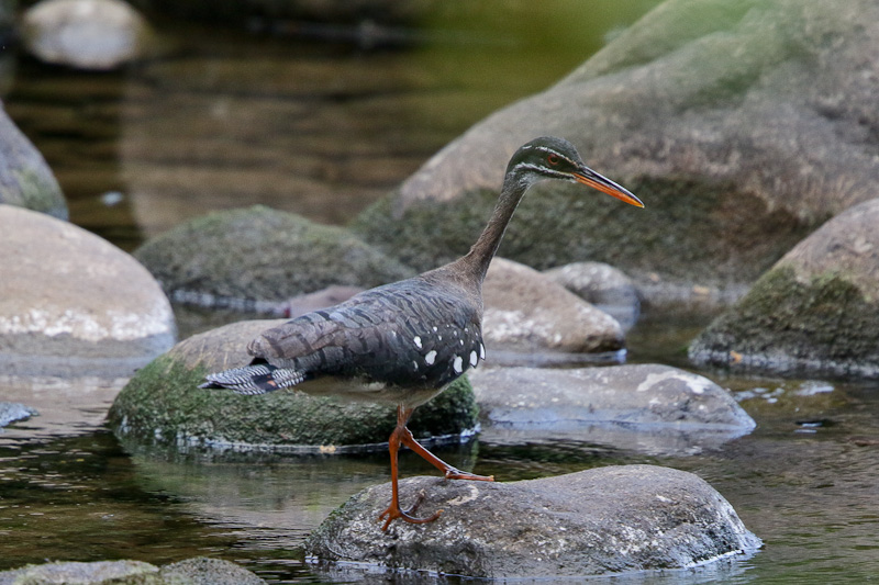 Sunbittern