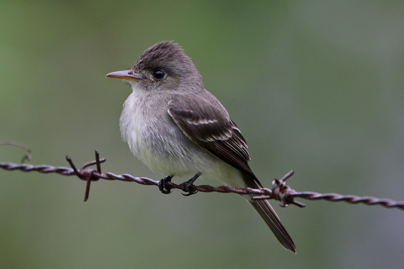 Tropical Pewee