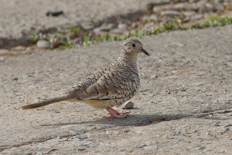 Scaled Dove