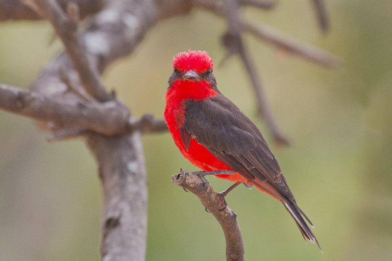 Vermillion Flycatcher