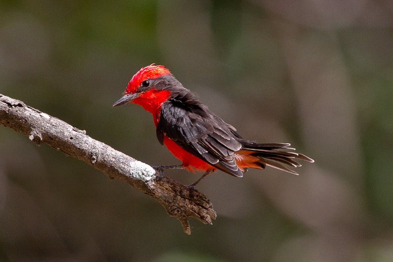 Vermillion Flycatcher