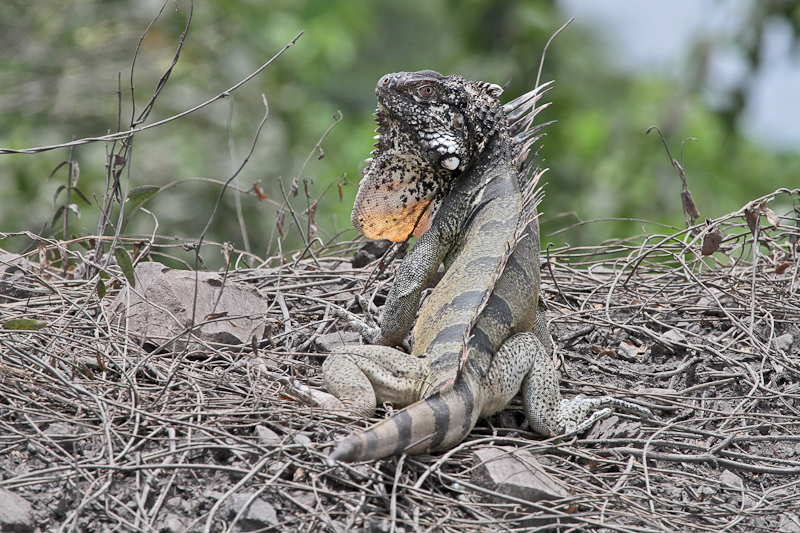Green Iguana