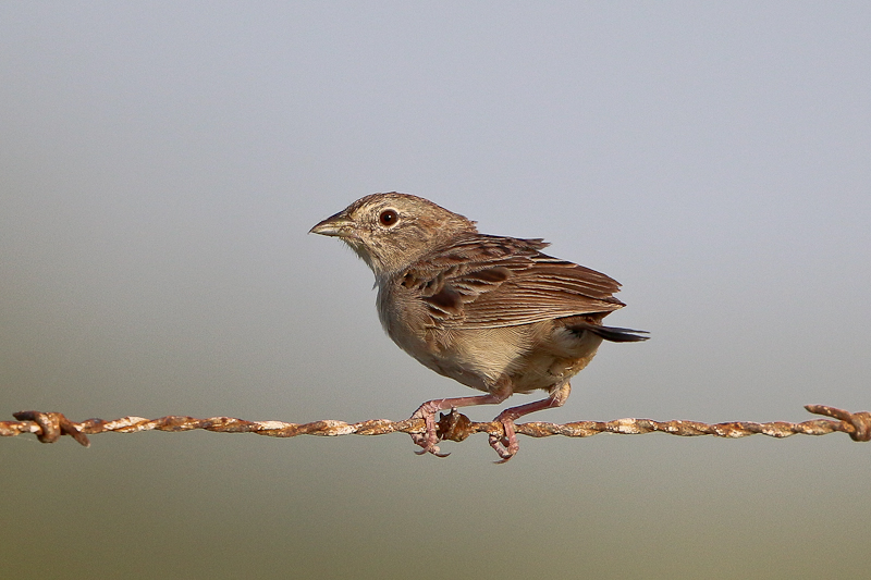 Botteris Sparrow 