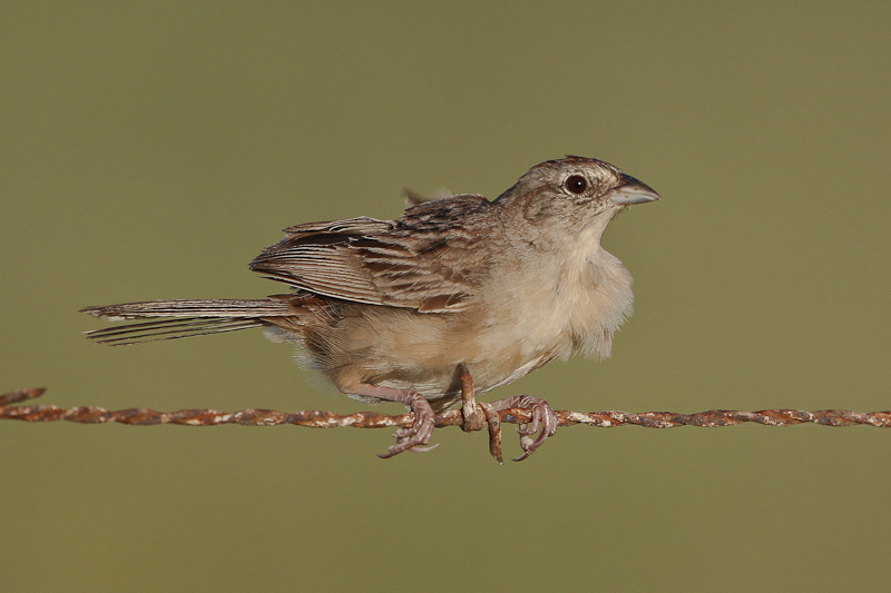 Botteri's Sparrow