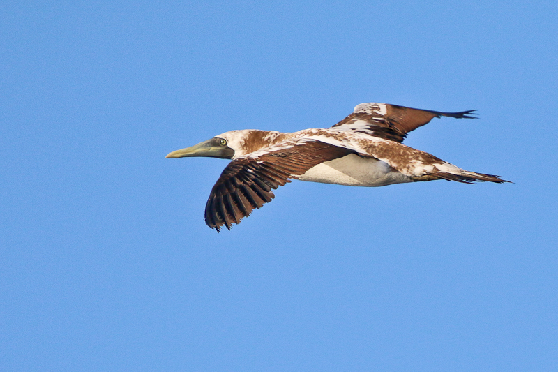 Masked Booby