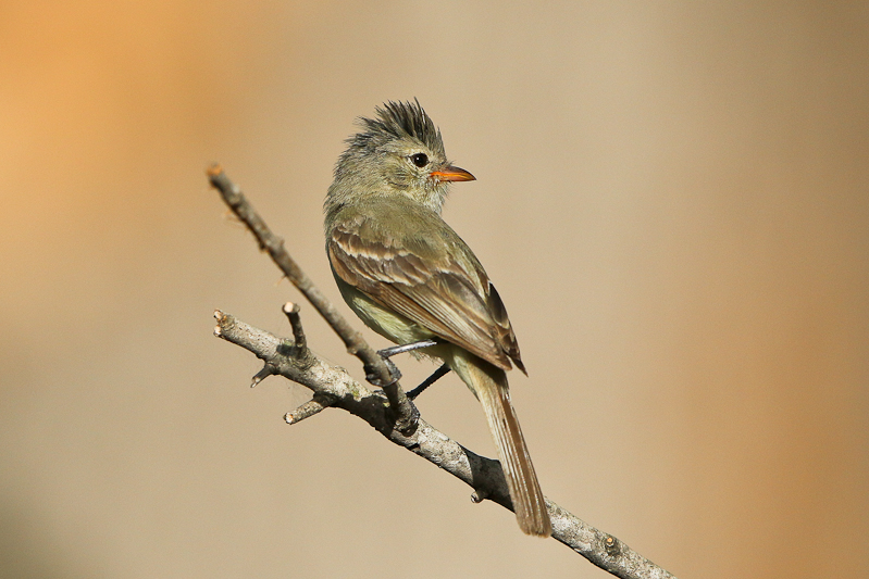 Northern Beardless-Tyrannulet