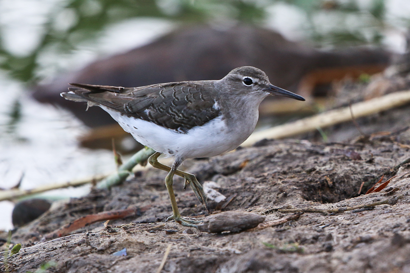 Spotted Sandpiper