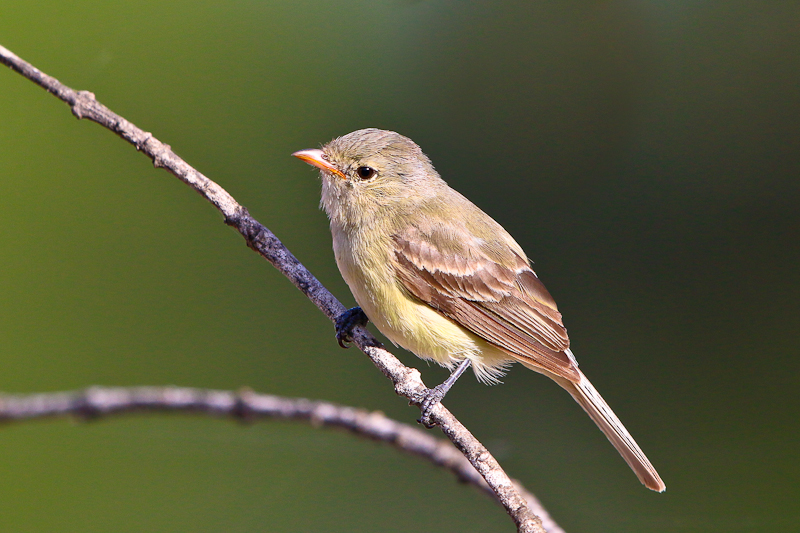 Northern Beardless-Tyrannulet