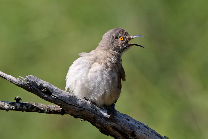 Curve-billed Thrasher