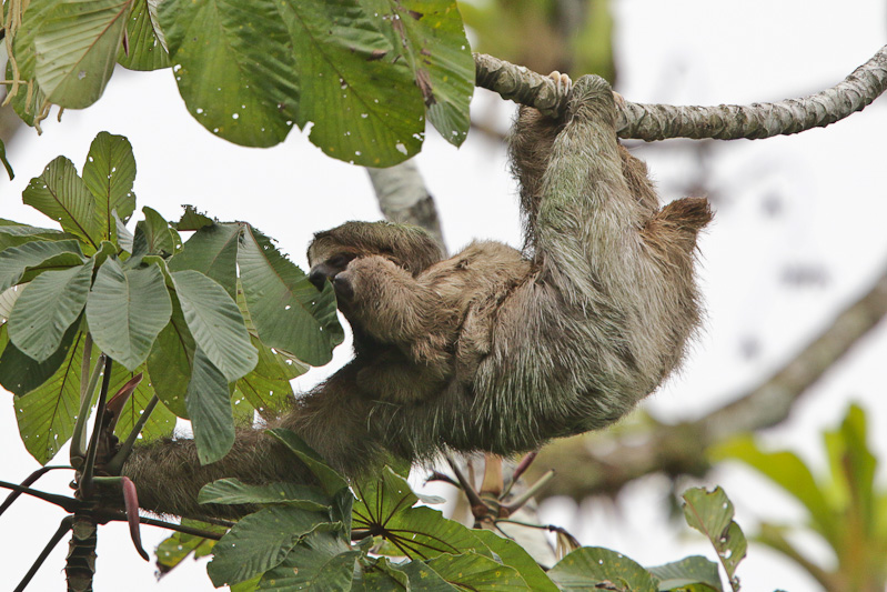 Three-toed Sloth