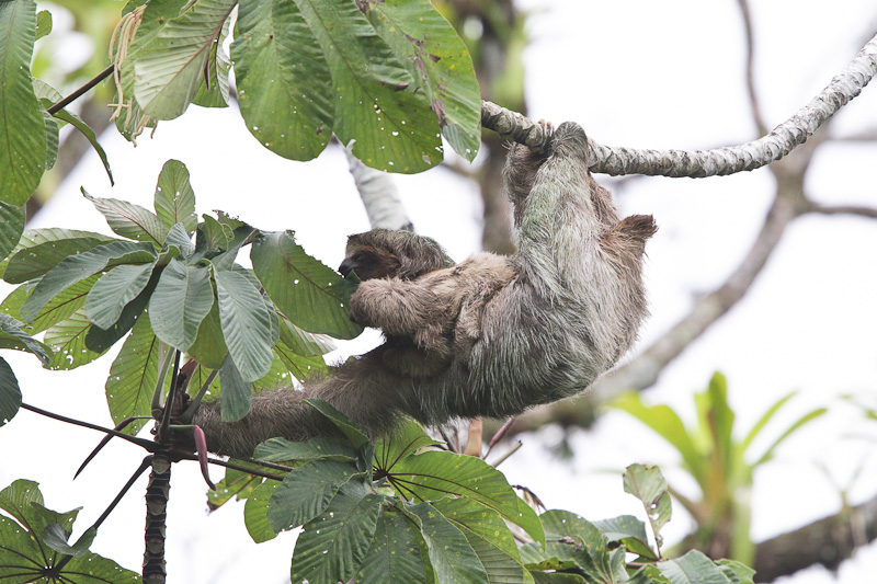 Three-toed Sloth