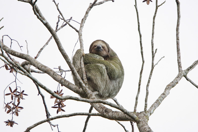 Three-toed Sloth