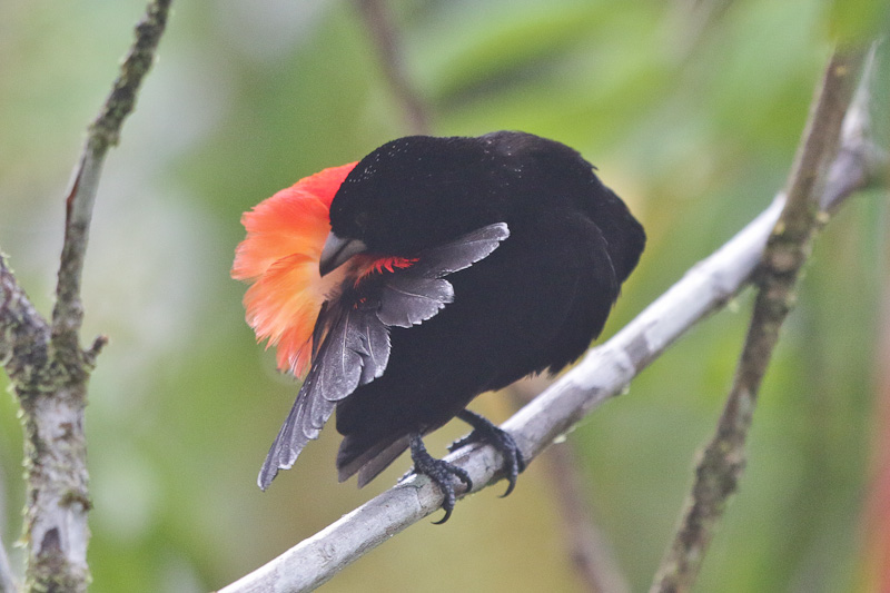 Passerines Tanager