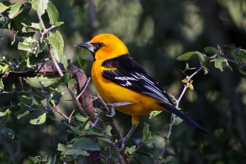 Altamira Oriole