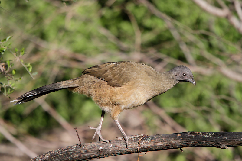 Plain Chachalaca