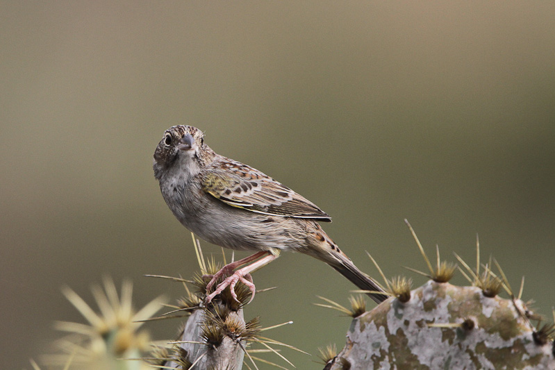 Cassin's Sparrow