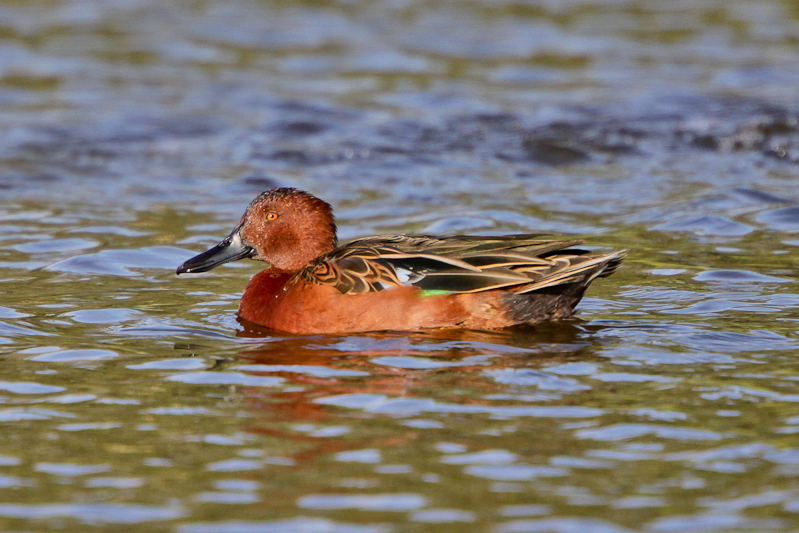 Cinnamon Teal