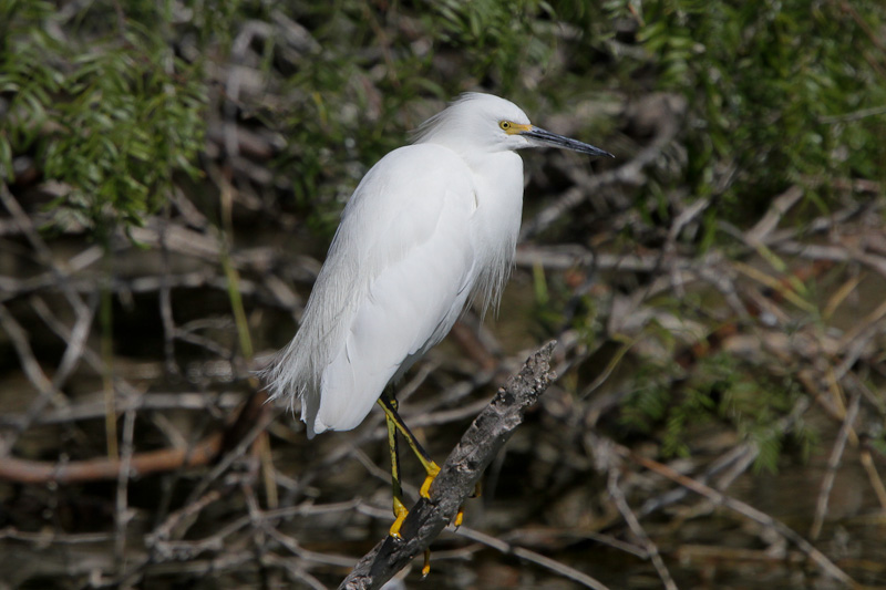 Snowy Egret