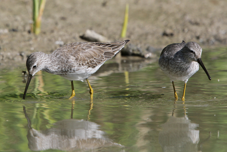 Stilt Sandpiper