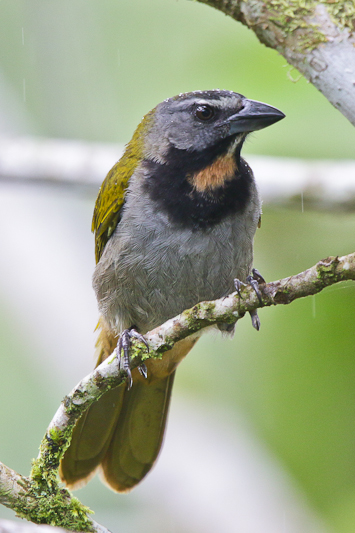 Buff-throated Saltator