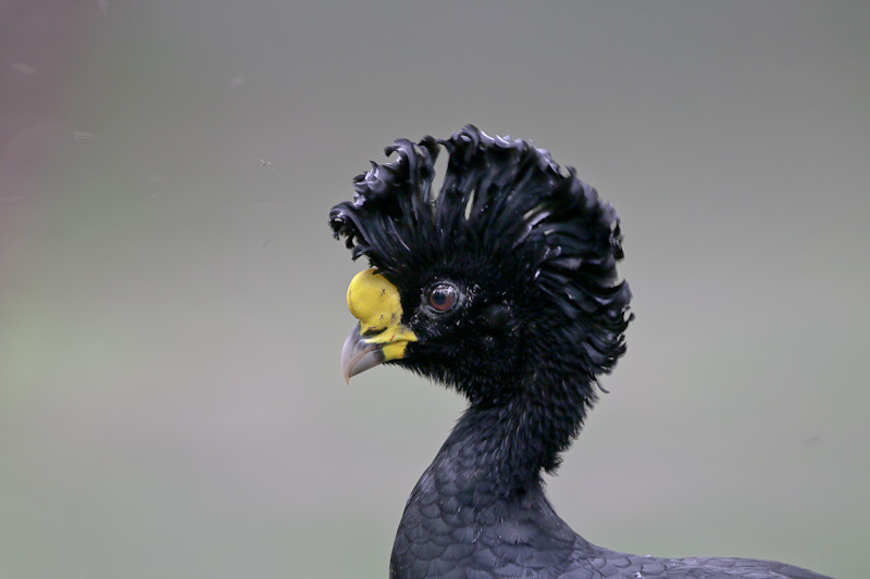 Great Curassow