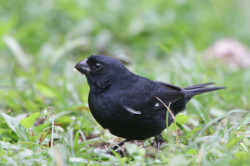 Variable Seedeater