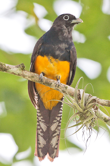 Amazonian Trogon 