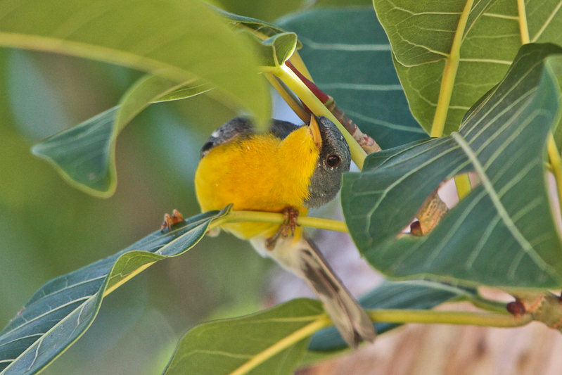 Tropical Parula