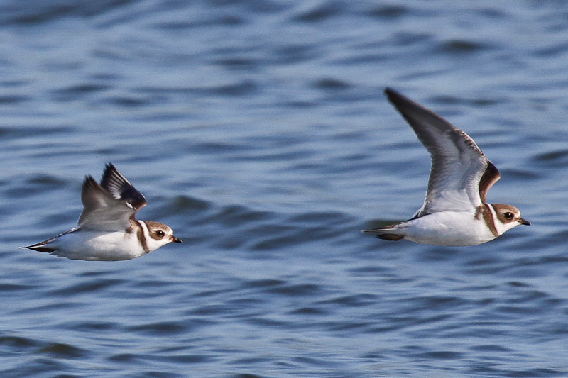 Semipalmated Plover