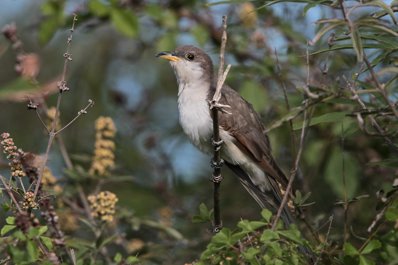Yellow-billed Cuckoo