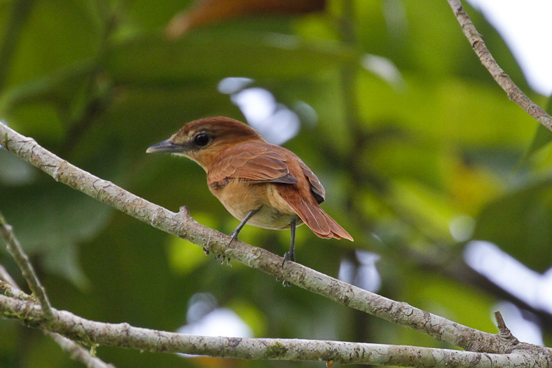 Cinnamon Becard 