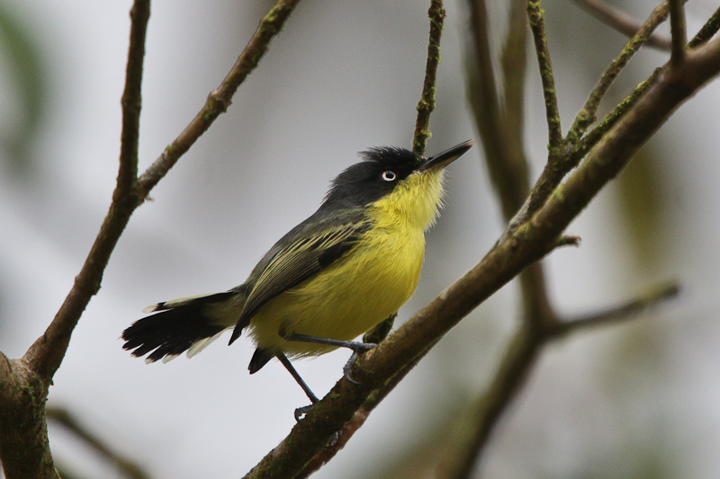 Common Tody-Flycatcher